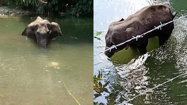 கர்ப்பிணி யானையை துரத்த அன்னாசி பழத்தில் வெடி.வலியால் துடித்து ஆற்றில் நின்றபடியே உயிரை விட்ட துயரம்