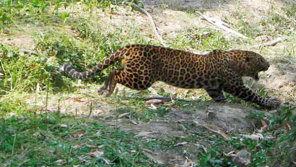 தப்பிய சிறுத்தை