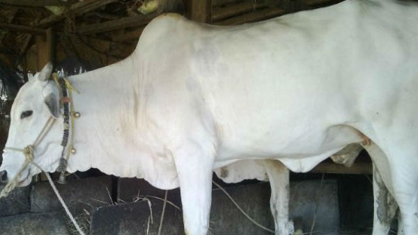 பசு