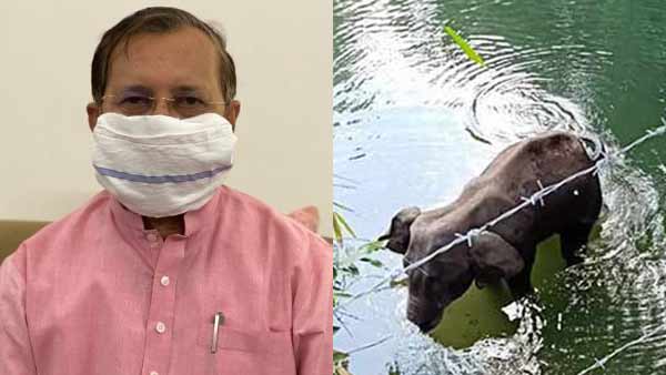 வெடிமருந்தை உண்ண கொடுத்து யானையை கொல்வதா?.. இதுதான் இந்திய கலாச்சாரமா?.. அமைச்சர் ஜவடேகர் ஆவேசம் 