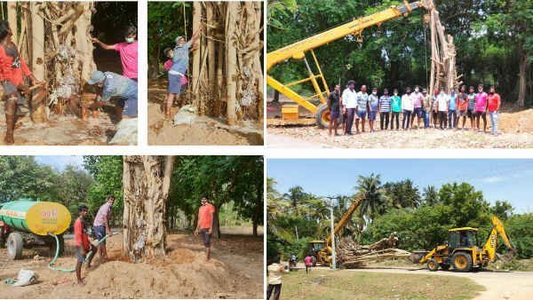 social activists trying to plant the old tree which was uprooted social activists trying to plant the old tree which was uprooted