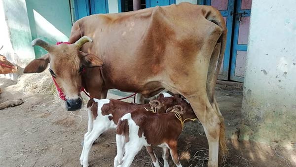 Two calves born for single cow in Kumbakonam Two calves born for single cow in Kumbakonam