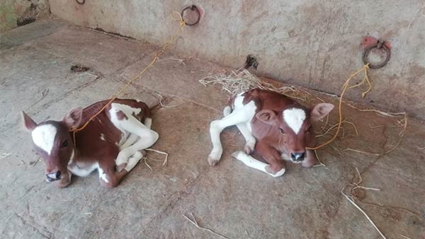 Two calves born for single cow in Kumbakonam Two calves born for single cow in Kumbakonam