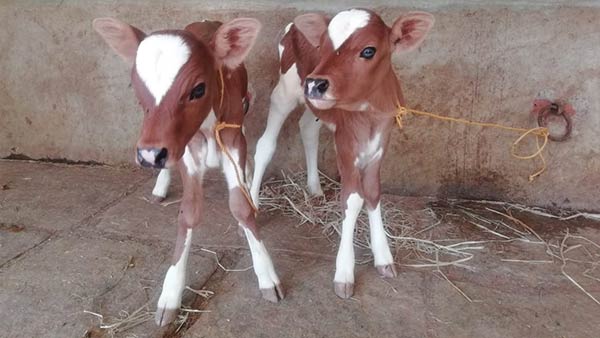 Two calves born for single cow in Kumbakonam Two calves born for single cow in Kumbakonam