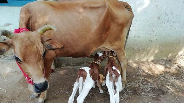 Two calves born for single cow in Kumbakonam Two calves born for single cow in Kumbakonam