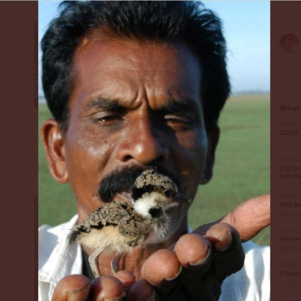 சிறுவிலங்குகள்
