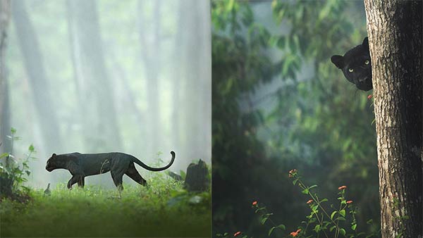Black Panther in Karnatakas kabini forest; photos goes viral Black Panther in Karnatakas kabini forest; photos goes viral