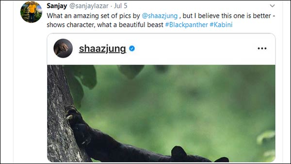 Black Panther in Karnatakas kabini forest; photos goes viral Black Panther in Karnatakas kabini forest; photos goes viral