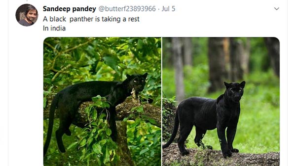 Black Panther in Karnatakas kabini forest; photos goes viral Black Panther in Karnatakas kabini forest; photos goes viral
