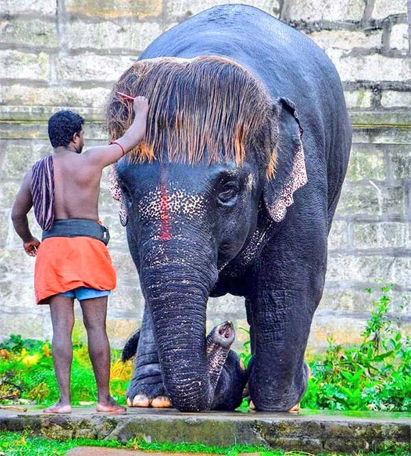 சுத்தமான யானை