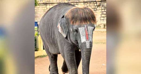 சிறப்பு ஏற்பாடு