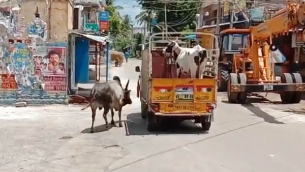 மாட்டை விற்றார்