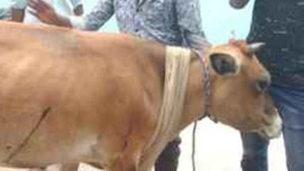 Mysore: Cow Accidentally Eats Explosive hidden in the Fodder and died Mysore: Cow Accidentally Eats Explosive hidden in the Fodder and died