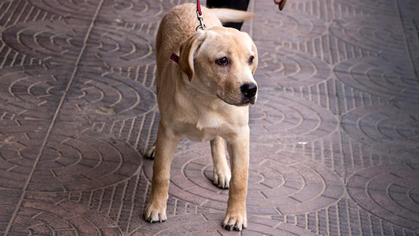 ஆள்காட்டி விரல்