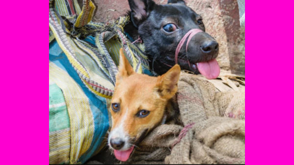 dog meat sale ban in nagaland dog meat sale ban in nagaland