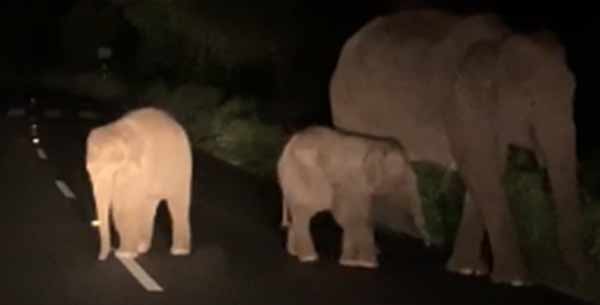 வன விலங்குகள்