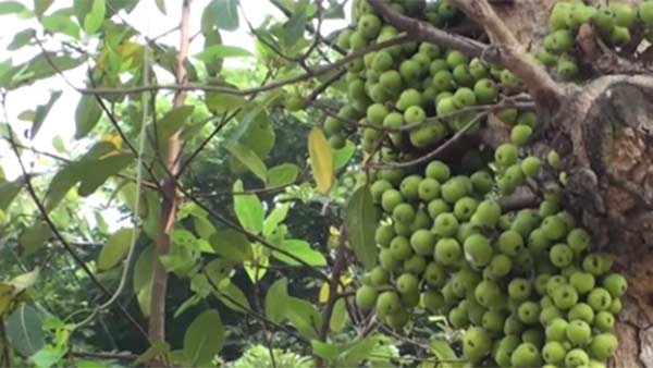 வரம் தரும் அத்தி மரம்