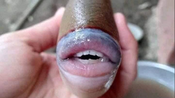 Pictures of an unusual fish with human-like features goes viral Pictures of an unusual fish with human-like features goes viral