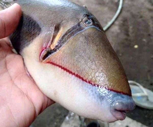 Pictures of an unusual fish with human-like features goes viral Pictures of an unusual fish with human-like features goes viral