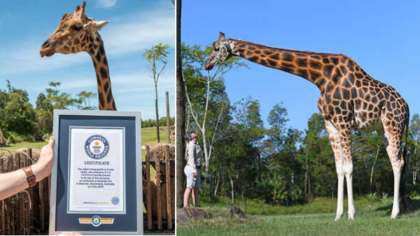 Australin giraffe wins world’s tallest living giraffe title Australin giraffe wins world’s tallest living giraffe title