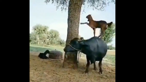 This smart goat wins hailed for its action This smart goat wins hailed for its action