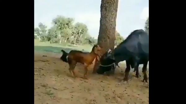 This smart goat wins hailed for its action This smart goat wins hailed for its action