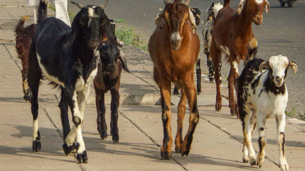 தீவனம் கொடுக்கும் முறை