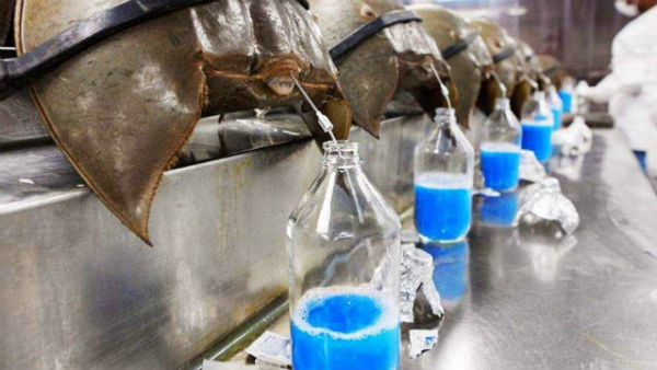 Is Horseshoe crab blood will cure coronavirus, what is horseshoe crab? Is Horseshoe crab blood will cure coronavirus, what is horseshoe crab?