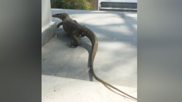 Huge lizard Spotted at someone’s home in Delhi Post by IPS officer HGS Dhaliwal Huge lizard Spotted at someone’s home in Delhi Post by IPS officer HGS Dhaliwal