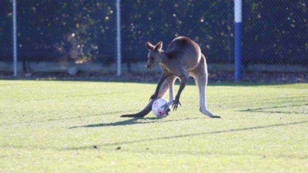 Kangaroos entered football ground in Australia Kangaroos entered football ground in Australia