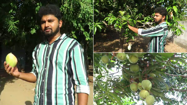 Agriculture: Not only in Srirangam, Imam Pasand Mangoes can be cultivate in Nagore Agriculture: Not only in Srirangam, Imam Pasand Mangoes can be cultivate in Nagore