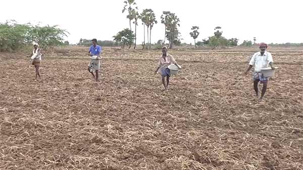 Nagai Farmers adopt Direct sowing of Paddy with Drum Seeder Nagai Farmers adopt Direct sowing of Paddy with Drum Seeder