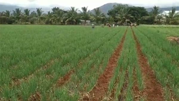Onion farmers urge to E pass for other Dist Labourers Onion farmers urge to E pass for other Dist Labourers
