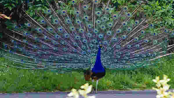 A beautiful peacock dances at the road in Tiruppur A beautiful peacock dances at the road in Tiruppur