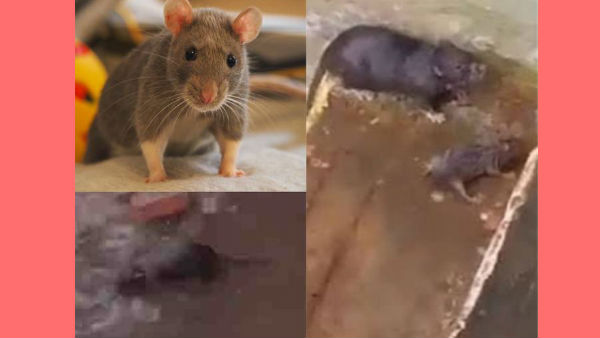 tiruppur rat rescue its children video goes viral on socials now tiruppur rat rescue its children video goes viral on socials now