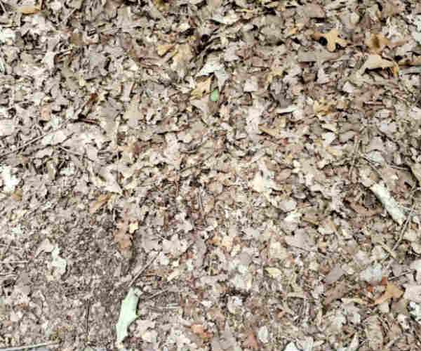 Find the snake in the picture if you could Find the snake in the picture if you could