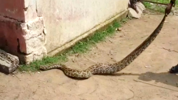 10 feet long python snake entered the Temple near Vaniyambadi 10 feet long python snake entered the Temple near Vaniyambadi
