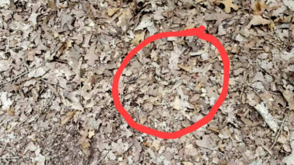 Find the snake in the picture if you could Find the snake in the picture if you could
