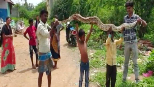 10 feet long python snake entered the Temple near Vaniyambadi 10 feet long python snake entered the Temple near Vaniyambadi