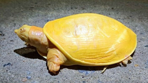 Yellow turtle caught from Balasore in Odisha Yellow turtle caught from Balasore in Odisha