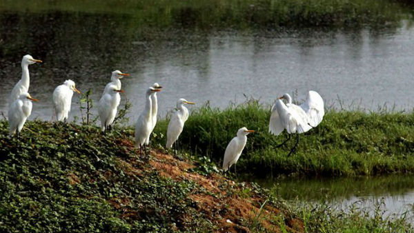 வனத்துறை