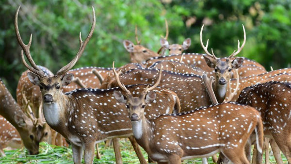 தண்ணீர் குடிப்பது