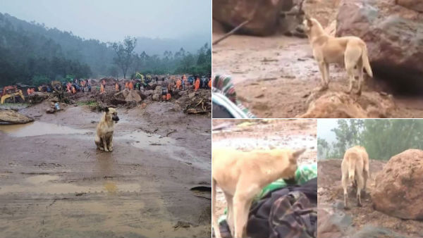 மூணாறு.. சோறு தண்ணி இல்லாமல் 5 நாளாக எஜமானரை தேடும் நாய்.. ஒவ்வொரு உடலையும் பார்த்து ஏமாறும் சோகம் 