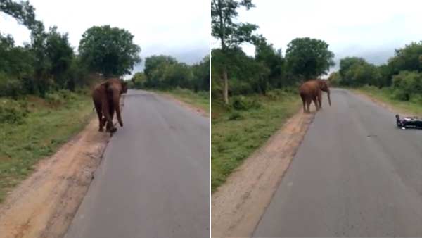 Viral Video Shows Elephant Chasing two wheeler Away near Sathyamangalam Viral Video Shows Elephant Chasing two wheeler Away near Sathyamangalam