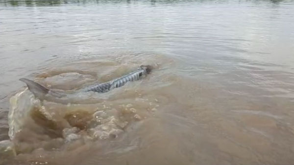 A catfish weighing 106 kg was caught in a fishermans net while fishing in the hogenakkal falls A catfish weighing 106 kg was caught in a fishermans net while fishing in the hogenakkal falls