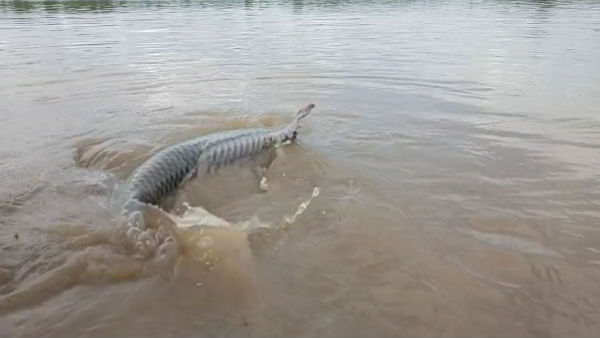 A catfish weighing 106 kg was caught in a fishermans net while fishing in the hogenakkal falls A catfish weighing 106 kg was caught in a fishermans net while fishing in the hogenakkal falls