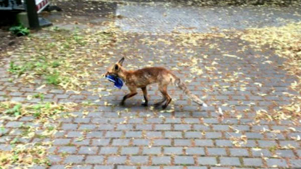 Fox steals chappals in Germany Fox steals chappals in Germany