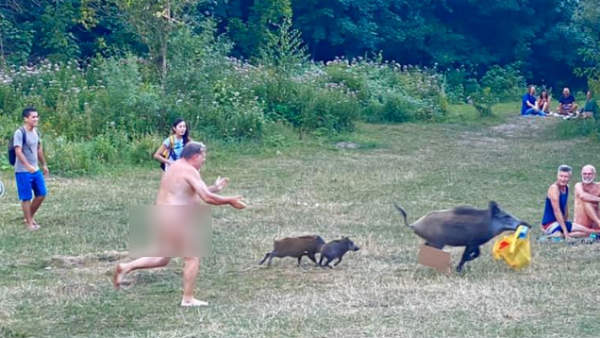 Naked man chases wild boar in viral pics Naked man chases wild boar in viral pics