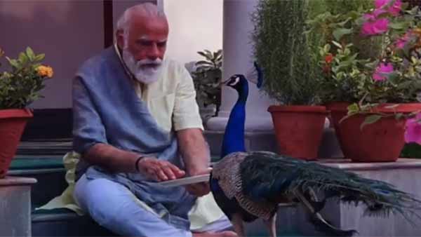 Modi feeding lord murugan vahanam peacock - viral video Modi feeding lord murugan vahanam peacock - viral video