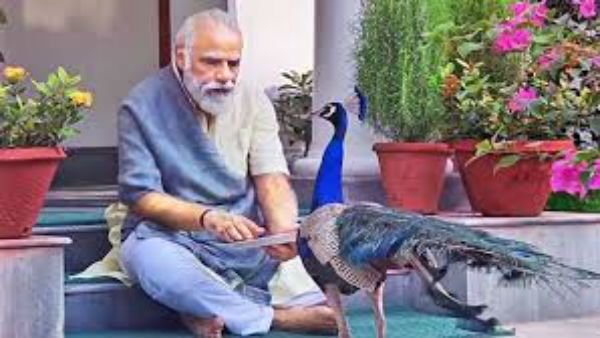 PM Modi with peacock sparks row in Bihar Lalu politics PM Modi with peacock sparks row in Bihar Lalu politics